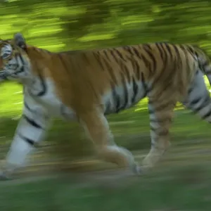 Siberian tiger (Panthera tigris altaica) running in green foliage, captive Siberian tiger (Panthera tigris altaica) running in green foliage, captive