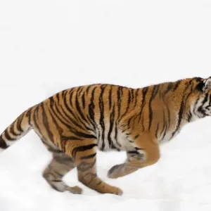 Siberian Tiger Running in Snow Print Siberian Tiger Running in Snow Print