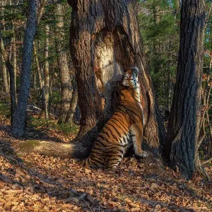 Siberian Tiger Scent Marking Print Siberian Tiger Scent Marking Print