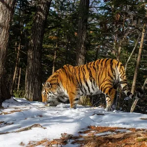 Siberian tiger (Panthera tigris altaica) smelling ground in snowy forest, Land of the Leopard National Park, Russian Far East. Endangered. Taken with remote camera. March Siberian tiger (Panthera tigris altaica) smelling ground in snowy forest, Land of the Leopard National Park, Russian Far East. Endangered. Taken with remote camera. March