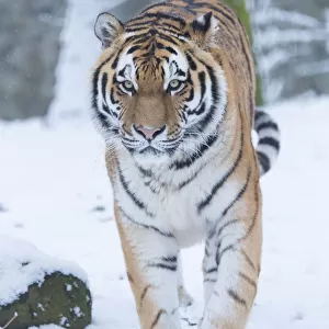 Siberian tiger (Panthera tigris altaica) in snow, captive