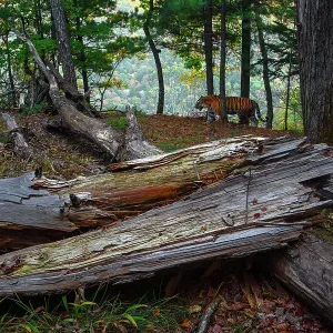Siberian tiger (Panthera tigris altaica) walking through forest with fallen tree in foreground, Land of the Leopard National Park, Russian Far East. Endangered. Taken with remote camera. September Siberian tiger (Panthera tigris altaica) walking through forest with fallen tree in foreground, Land of the Leopard National Park, Russian Far East. Endangered. Taken with remote camera. September