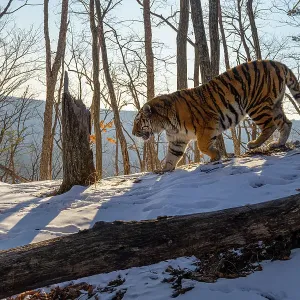 Siberian tiger (Panthera tigris altaica) walking down slope in snowy forest, next to tree stump and fallen tree, Land of the Leopard National Park, Russian Far East. Endangered. Taken with remote camera. February Siberian tiger (Panthera tigris altaica) walking down slope in snowy forest, next to tree stump and fallen tree, Land of the Leopard National Park, Russian Far East. Endangered. Taken with remote camera. February
