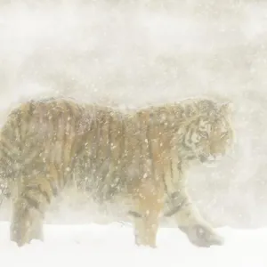 Siberian tiger (Panthera tigris altaica) walking in snowstorm, captive Siberian tiger (Panthera tigris altaica) walking in snowstorm, captive