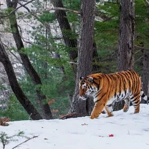 Siberian tiger (Panthera tigris altaica) walking through snowy forest, Land of the Leopard National Park, Russian Far East. Endangered. Taken with remote camera. December Siberian tiger (Panthera tigris altaica) walking through snowy forest, Land of the Leopard National Park, Russian Far East. Endangered. Taken with remote camera. December