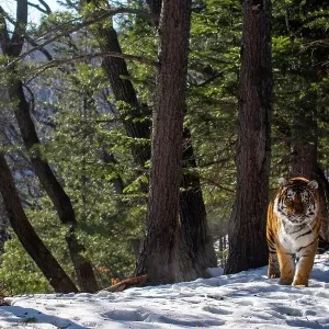 Siberian tiger (Panthera tigris altaica) walking through snowy forest, Land of the Leopard National Park, Russian Far East. Endangered. Taken with remote camera. January Siberian tiger (Panthera tigris altaica) walking through snowy forest, Land of the Leopard National Park, Russian Far East. Endangered. Taken with remote camera. January