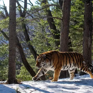 Siberian tiger (Panthera tigris altaica) walking through snowy forest, Land of the Leopard National Park, Russian Far East. Endangered. Taken with remote camera. January Siberian tiger (Panthera tigris altaica) walking through snowy forest, Land of the Leopard National Park, Russian Far East. Endangered. Taken with remote camera. January