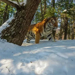 Siberian tiger (Panthera tigris altaica) walking through snowy forest, Land of the Leopard National Park, Russian Far East. Endangered. Taken with remote camera. December Siberian tiger (Panthera tigris altaica) walking through snowy forest, Land of the Leopard National Park, Russian Far East. Endangered. Taken with remote camera. December