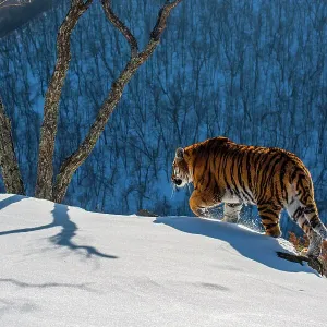 Siberian tiger (Panthera tigris altaica) walking on snowy slope with forest behind, Land of the Leopard National Park, Russian Far East. Endangered. Taken with remote camera. December Siberian tiger (Panthera tigris altaica) walking on snowy slope with forest behind, Land of the Leopard National Park, Russian Far East. Endangered. Taken with remote camera. December