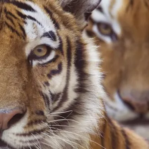 Two Siberian tigers {Panthera tigris altaica} portraits, captive