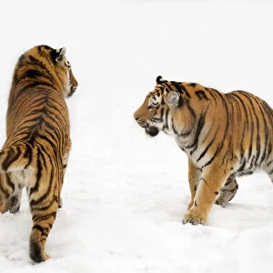Two Siberian tigers (Panthera tigris altaica) play-fighting in the snow, captive