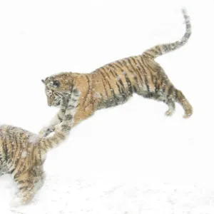 Two Siberian tigers {Panthera tigris altaica} leaping in snow, captive