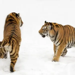 Two Siberian tigers (Panthera tigris altaica) play-fighting in the snow, captive Two Siberian tigers (Panthera tigris altaica) play-fighting in the snow, captive