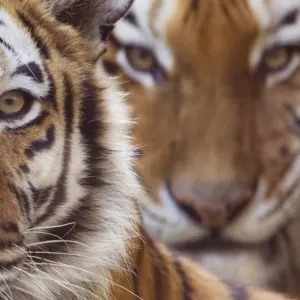 Two Siberian tigers {Panthera tigris altaica} portraits, captive Two Siberian tigers {Panthera tigris altaica} portraits, captive