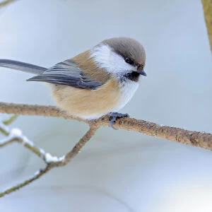 Siberian tit (Poecile cinctus) perched, Ivalo, Finland. March