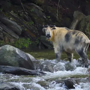 Sichuan / Tibetan takin (Budorcas taxicolor tibetana) crossing a river, Tangjiahe Sichuan / Tibetan takin (Budorcas taxicolor tibetana) crossing a river, Tangjiahe