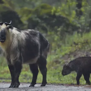 Sichuan / Tibetan takin (Budorcas taxicolor tibetana) female with two calves, Tangjiahe Sichuan / Tibetan takin (Budorcas taxicolor tibetana) female with two calves, Tangjiahe