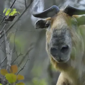 Sichuan / Tibetan takin (Budorcas taxicolor tibetana) walking through a forest in Sichuan / Tibetan takin (Budorcas taxicolor tibetana) walking through a forest in