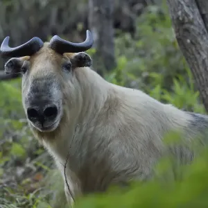 Sichuan or Tibetan takin (Budorcas taxicolor tibetana) walking through a forest in Sichuan or Tibetan takin (Budorcas taxicolor tibetana) walking through a forest in