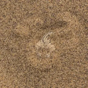 Sidewinder / Peringueys adder Print, buried in Namib Desert sand