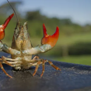 Signal crayfish (Pacifastacus leniusculus) in a defensive posture after being caught