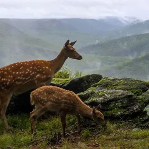Sika Deer Doe with Fawn Print Sika Deer Doe with Fawn Print