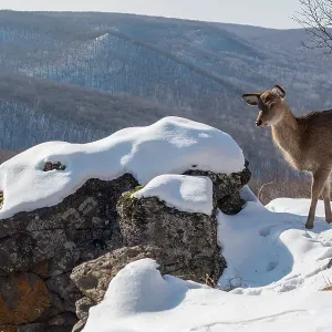 Sika Deer Doe Print: Rocky Outcrop Landscape, Russian Far East Sika Deer Doe Print: Rocky Outcrop Landscape, Russian Far East