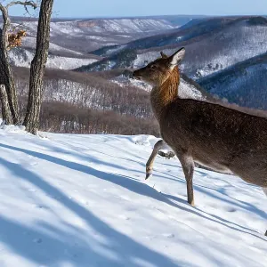 Sika Deer Print: Snow-Covered Slope Scene Sika Deer Print: Snow-Covered Slope Scene