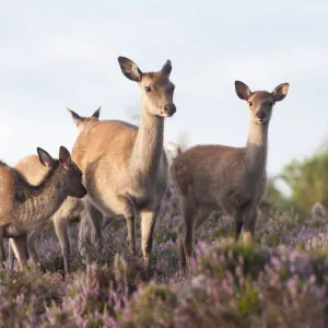 Sika deer (Cervus nippon) amongst flowering heather, Arne RSPB reserve, Dorset, England