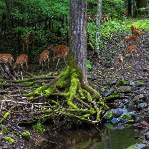 Sika deer (Cervus nippon) herd feeding beside pool in forest, Land of the Leopard National Park, Russian Far East. Taken with remote camera. August