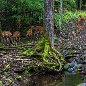 Sika deer herd feeding beside a pool in forest, Print Sika deer herd feeding beside a pool in forest, Print