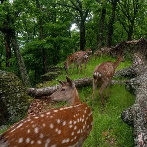 Sika Deer Herd Walking Past Fallen Tree Print Sika Deer Herd Walking Past Fallen Tree Print