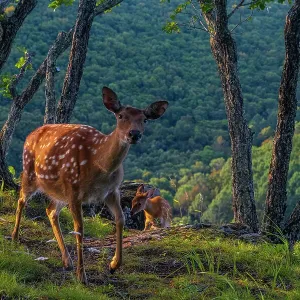 Sika Deer Mother and Fawn Print Sika Deer Mother and Fawn Print