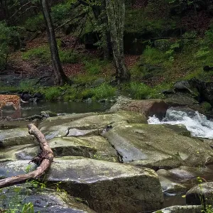 Sika Deer Stag Wading Through River Print Sika Deer Stag Wading Through River Print