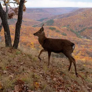 Print of a Sika deer stag on mountain slope with forested mountains Print of a Sika deer stag on mountain slope with forested mountains