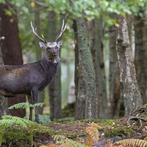 Sika Deer (Cervus nippon) stag in woodland, Arne RSPB Reserve, Dorset, UK, September