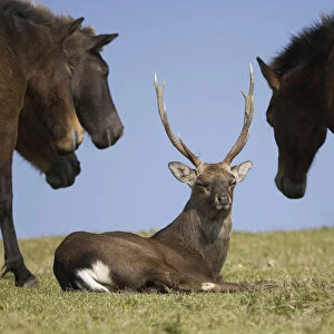 A Sika deer stag rests among a band of wild Misaki-uma horses (Equus ferus caballus)