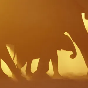 African Elephants Sunset Print African Elephants Sunset Print