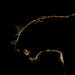 Print of a leopard's snarling silhouette in South Africa Print of a leopard's snarling silhouette in South Africa