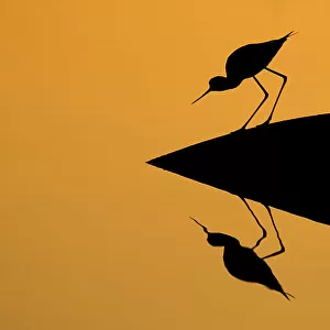 Silhouette of Black-winged stilt (Himantopus himantopus) standing on exposed rock over water, with reflections, Lesbos, Greece