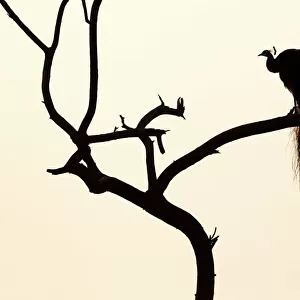 Silhouette of Common peafowl (Pavo cristatus) perched in a tree at dawn