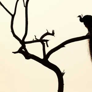 Silhouette of Common peafowl (Pavo cristatus) perched in a tree at dawn