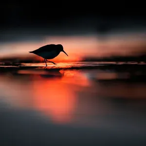 Silhouette of Dunlin (Calidris alpina) in the last rays of setting sun, in coastal waters, Poland. Vogelwarte Photo Competition 2022 - Emotion category - Finalist Silhouette of Dunlin (Calidris alpina) in the last rays of setting sun, in coastal waters, Poland. Vogelwarte Photo Competition 2022 - Emotion category - Finalist