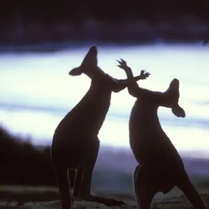 Silhouette of Eastern Grey Kangaroo {Macropus giganteus} males boxing, New South Wales