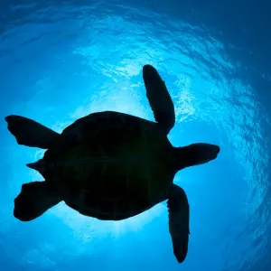 Green Sea Turtle Silhouette Print, West Maui, Hawaii Green Sea Turtle Silhouette Print, West Maui, Hawaii