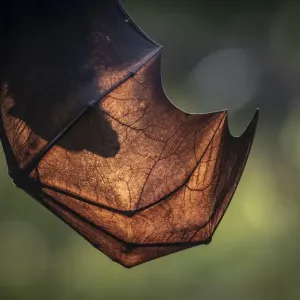 Grey-headed flying-fox Print Grey-headed flying-fox Print
