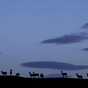 Silhouette of herd of female Red deer (Cervus elaphus) on ridge at dawn, RSPB Forsinard Flows