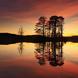 Silhouette of island of Scots pine trees (Pinus sylvestris) reflected in loch at sunset