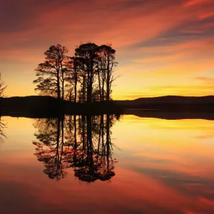 Scots Pine Silhouette Print Scots Pine Silhouette Print