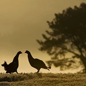 Silhouette of two male Black grouse (Tetrao tetrix) displaying at lek at dawn, Cairngorms NP